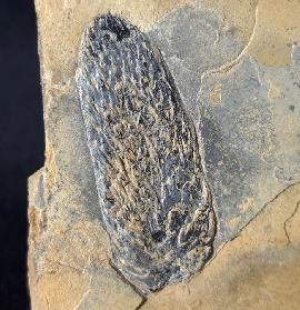 Sonstige - Pflanzen - Karbon - Walchianthus sp. FLORIN 1940